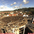 09_50-nest.jpg