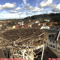 10_25-nest.jpg