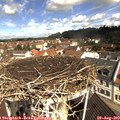 10_45-nest.jpg