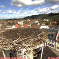 10_50-nest.jpg
