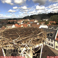 11_00-nest.jpg