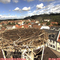 11_10-nest.jpg