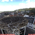 11_20-nest.jpg