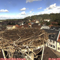 11_25-nest.jpg