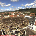 11_50-nest.jpg