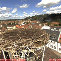 12_10-nest.jpg