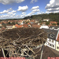 12_30-nest.jpg