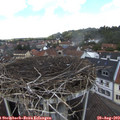 12_50-nest.jpg