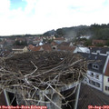 13_00-nest.jpg