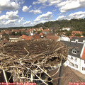 13_20-nest.jpg