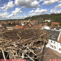 13_25-nest.jpg