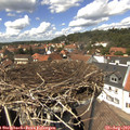 13_50-nest.jpg
