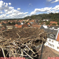 14_15-nest.jpg