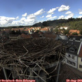 14_35-nest.jpg