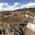 14_50-nest.jpg