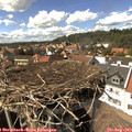 15_20-nest.jpg