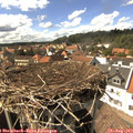 15_35-nest.jpg
