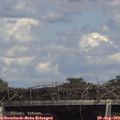 15_50-mast.jpg