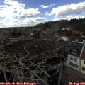 16_05-nest.jpg