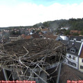 16_20-nest.jpg