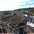 17_25-nest.jpg