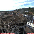 17_30-nest.jpg