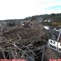 17_35-nest.jpg