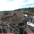 17_50-nest.jpg