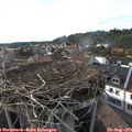17_55-nest.jpg