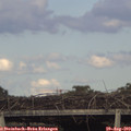 18_00-mast.jpg