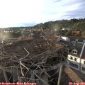 19_10-nest.jpg