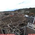 19_20-nest.jpg