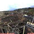 19_30-nest.jpg