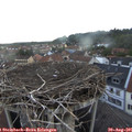 06_55-nest.jpg