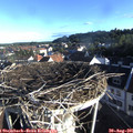 07_50-nest.jpg