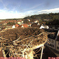 08_45-nest.jpg