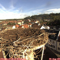 08_50-nest.jpg