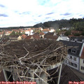 09_35-nest.jpg