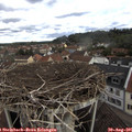 09_45-nest.jpg