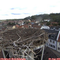 10_20-nest.jpg