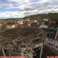 11_00-nest.jpg
