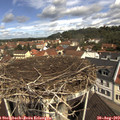 11_10-nest.jpg