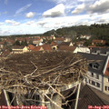11_15-nest.jpg
