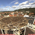 11_20-nest.jpg