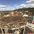 11_30-nest.jpg