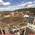 11_40-nest.jpg