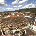 11_45-nest.jpg