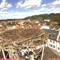 11_50-nest.jpg