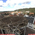 12_50-nest.jpg