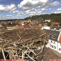 13_00-nest.jpg